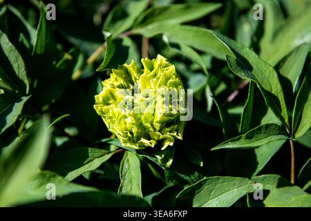 Gros plan détaillé d'un bourgeon de fleur de saule de printemps de pivoine vert citron, une variété chinoise historique rare, en pleine floraison printanière. ph de haute qualité Banque D'Images