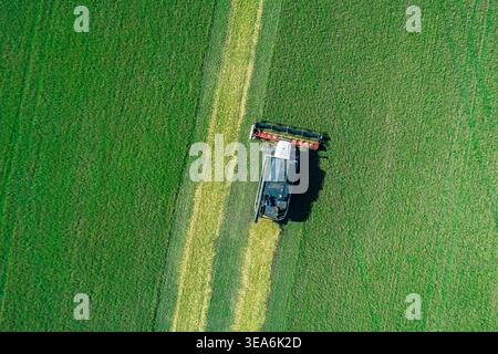 La vue aérienne capture la puissante moissonneuse-batteuse rassemble les récoltes sur un vaste champ vert sous un ciel bleu clair lors d'une journée ensoleillée à proximité Banque D'Images