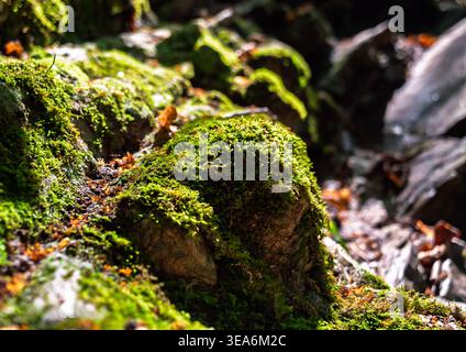 La vue macro capture les fleurs de mousse verte luxuriante sur les rochers accidentés de la forêt sous les rayons de soleil chauds de la journée Banque D'Images