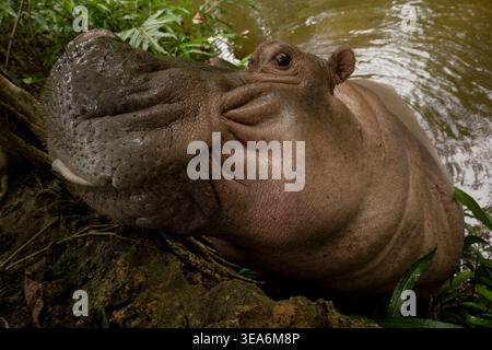 Owen, un jeune hippopotame orphelin (Hippopotamus amphibius), montre son profil, Haller Park, Mombasa, Kenya, Afrique Banque D'Images