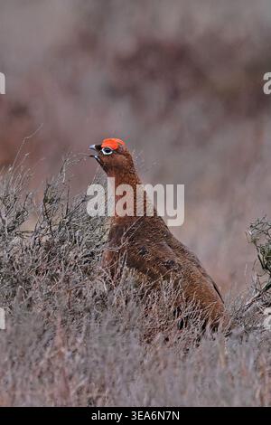 Mâle de Grouse rouge (Lagopus lagopus scotica) appelant Derbyshire avril 2026 Banque D'Images