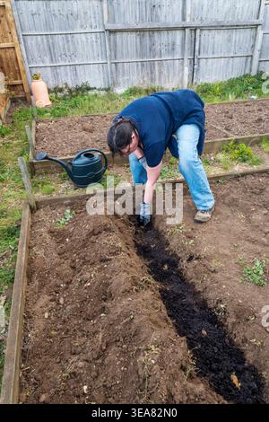 Femme plantant des pommes de terre Ratte dans une tranchée dans son potager ou son allotissement. Banque D'Images