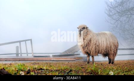 Moutons laineux debout dans un pâturage brumeux. Un mouton déchiqueté se tient sur l'herbe humide près d'une clôture en bois dans un épais brouillard matinal, créant une ferme rurale tranquille Banque D'Images