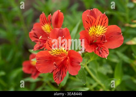 gros plan de fleurs d'alstroemeria rouges avec pétales à motifs, feuillage vert et fond de jardin doux Banque D'Images