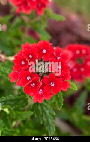 tête de fleur de verveine rouge vif avec feuillage vert, pétales disposés en grappe circulaire, vue de dessus en gros plan avec mise au point douce, motif floral Banque D'Images