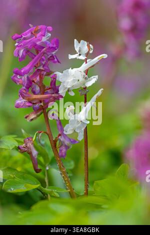 Blanc et mauve bulbeux corydalis / creux larkspur / Hollowroot / holewort (Corydalis cava) en fleur en forêt au printemps Banque D'Images