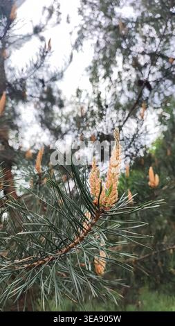 Gros plan vertical d'aiguilles de pin vert et de nouveaux cônes jaunes portant du pollen fleurissant sur une branche. L'arrière-plan montre une branche de pin plus floue Banque D'Images