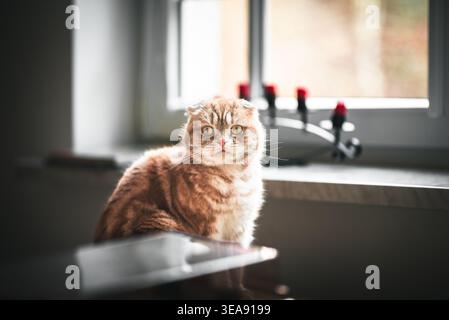 Un beau chat orange Scottish Fold assis près d'une fenêtre, regardant droit au spectateur. Banque D'Images