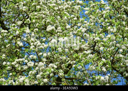 Des grappes denses de fleurs blanches d'un cerisier d'oiseau (Prunus padus) fleurissent au printemps. Les branches sont recouvertes de petites fleurs blanches contre A. Banque D'Images
