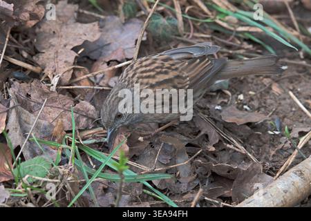 Dunnock à la recherche de nourriture Symonds Yat Herefordshire et Gloucestershire Banque D'Images