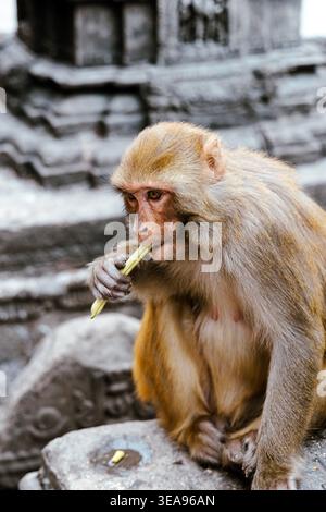Singe macaque rhésus mangeant un haricot au temple des singes (Swayambhu Mahachaitya), Katmandou, Népal Banque D'Images