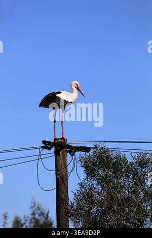 Vitorino das Donas, Portugal - 28 mars 2026 : cigogne blanche perchée sur un poteau utilitaire contre un ciel bleu clair avec un feuillage d'arbres en dessous Banque D'Images