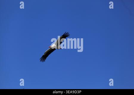 Vitorino das Donas, Portugal - 28 mars 2026 : cigogne blanche s'élevant avec des ailes noires étendues contre un ciel bleu profond et clair Banque D'Images