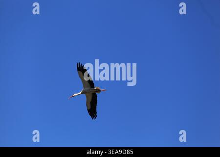 Vitorino das Donas, Portugal - 28 mars 2026 : cigogne blanche s'élevant avec des ailes noires étendues contre un ciel bleu profond et clair Banque D'Images