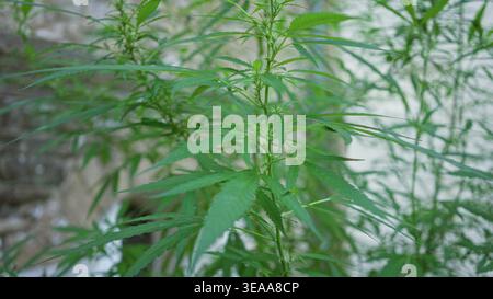 Plante de marijuana avec de fines feuilles dentelées poussant à partir d'une tige centrale, feuilles s'étendant vers l'extérieur à côté d'un mur de bâtiment altéré ; résilience calme. Banque D'Images