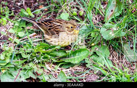 Un oiseau Siskin (Spinus spinus) se nourrissant de noix et de graines pendant le soleil chaud du printemps au Clatto Country Park à Dundee, en Écosse Banque D'Images
