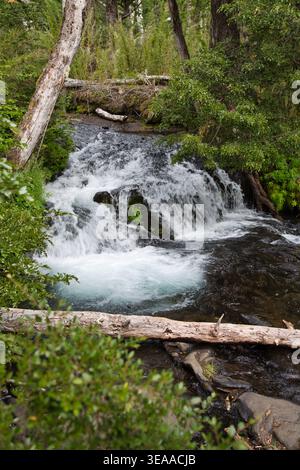 Petite cascade de ruisseau forestier coulant au-dessus des rochers avec des grumes tombées et une végétation verte dense Banque D'Images