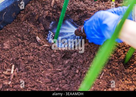 Vue rapprochée de la femme arrosant le trou de plantation dans le sol avant la plantation de semis de tomates. Suède. Banque D'Images