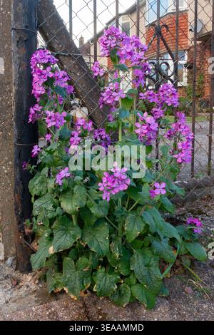 Une plante d'honnêteté auto-ensemencée poussant au bord d'une allée fleurissant avec des fleurs violet-rose. Banque D'Images