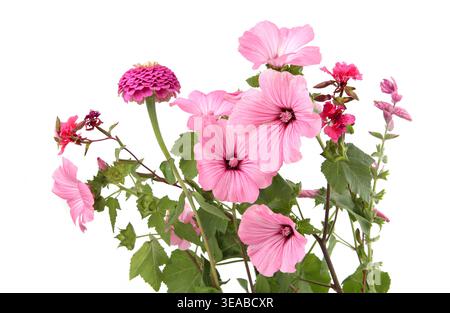 Beaucoup de fleurs de jardin variées Rose mauve, Dahlia isolé sur fond blanc. Fleurs roses Malva trimestris. Banque D'Images