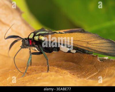 Une macro photographie de profil latéral d'un Tiger Moth aux couleurs vives avec des marques rouges, vertes-or et noires, reposant sur une feuille brune sèche. Banque D'Images