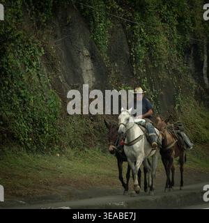 Un homme portant un chapeau de cow-boy monte un cheval blanc, accompagné de deux mules de meute, le long d'une route pavée à côté d'une paroi rocheuse luxuriante couverte de vignes. Banque D'Images