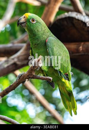Un perroquet vert éclatant d'Amazone à tête jaune perche sur une branche, ses yeux regardant vers la gauche, placé sur un fond flou de branches et Banque D'Images