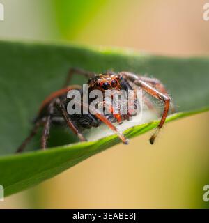 Une photographie en gros plan à fort grossissement capture une petite araignée sautante poilue reposant sur le bord d'une feuille verte. Banque D'Images