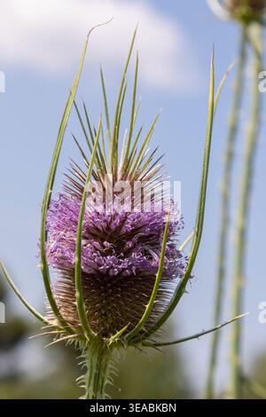 Le teasel sauvage connu sous le nom de Dipsacus fullonum affiche ses éclatantes fleurs violettes sur fond de ciel bleu prospérant dans un habitat naturel pendant lat Banque D'Images