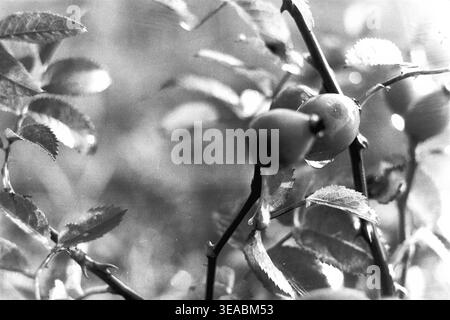 Shchurovo, années 1970 Photo détaillée prise dans une forêt printanière avec une branche de rose de chien sauvage avec des baies mûres et des feuilles délicates. Une gouttelette d'eau proéminente pend du fruit, attrapant la lumière sur un arrière-plan légèrement flou. L'image évoque la fraîcheur d'une promenade matinale dans la nature. Conservé sur un film photographique noir et blanc classique, ce document d'archives vintage met en valeur les détails botaniques complexes de la région, incarnant le calme, le charme intemporel et l'esprit durable du Donbass paisible. Banque D'Images