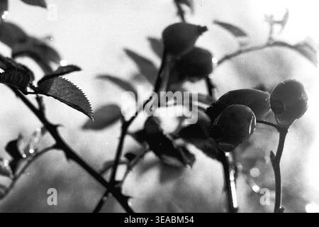 Shchurovo, années 1970 Photo détaillée prise dans une forêt printanière avec une branche de rose de chien sauvage avec des baies mûres et des feuilles délicates. Une gouttelette d'eau proéminente pend du fruit, attrapant la lumière sur un arrière-plan légèrement flou. L'image évoque la fraîcheur d'une promenade matinale dans la nature. Conservé sur un film photographique noir et blanc classique, ce document d'archives vintage met en valeur les détails botaniques complexes de la région, incarnant le calme, le charme intemporel et l'esprit durable du Donbass paisible. Banque D'Images