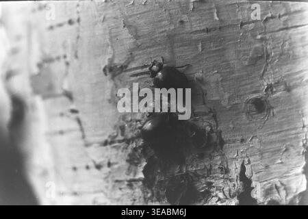 Shchurovo, années 1970 Vue rapprochée fascinante capturant deux coléoptères sombres et arrondis rampant sur l'écorce très texturée et pelable d'un bouleau dans la forêt printanière. Les détails aigus des coquilles et des pattes des insectes contrastent fortement avec la surface rugueuse et claire du tronc de l'arbre. Enregistrée sur un film analogique noir et blanc authentique, cette image d'archives historiques offre un aperçu intime de l'entomologie de la forêt locale et de la micro-vie tranquille et quotidienne qui prospère dans le Donbass paisible. Banque D'Images