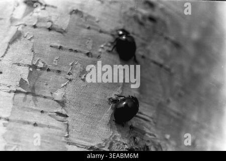 Shchurovo, années 1970 Vue rapprochée fascinante capturant deux coléoptères sombres et arrondis rampant sur l'écorce très texturée et pelable d'un bouleau dans la forêt printanière. Les détails aigus des coquilles et des pattes des insectes contrastent fortement avec la surface rugueuse et claire du tronc de l'arbre. Enregistrée sur un film analogique noir et blanc authentique, cette image d'archives historiques offre un aperçu intime de l'entomologie de la forêt locale et de la micro-vie tranquille et quotidienne qui prospère dans le Donbass paisible. Banque D'Images