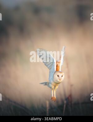 Grange Owl chasse au-dessus des dunes de sable, Cresswell Northumberland Banque D'Images