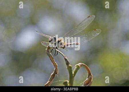 Sympetrum sanguineum, Bluebell rouge sang, Libellulidae Banque D'Images