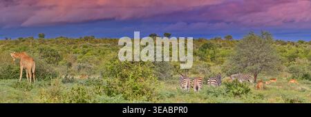Panorama de bushveld tôt le matin sous nuage de tempête avec girafe du Cap (Giraffa giraffa) et zèbre des Plaines (Equus quagga) à Kruger, Afrique du Sud Banque D'Images