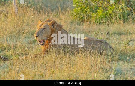 Un lion mâle (Panthera leo) couché dans l'herbe à la lumière du matin avec sa bouche ouverte dans le parc national Kruger, Afrique du Sud Banque D'Images