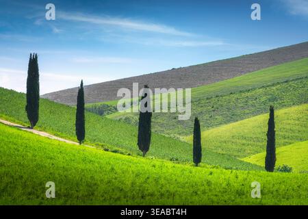 Paysage toscan classique avec cinq cyprès sur des collines verdoyantes près de Terricciola. Vue rurale pittoresque dans la province de Pise, Toscane, Italie Banque D'Images