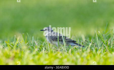 Vue en bas angle d'un oiseau du Cap (Motacilla capensis) se nourrissant dans l'herbe, rivière Sabie, Hazyview, Afrique du Sud Banque D'Images