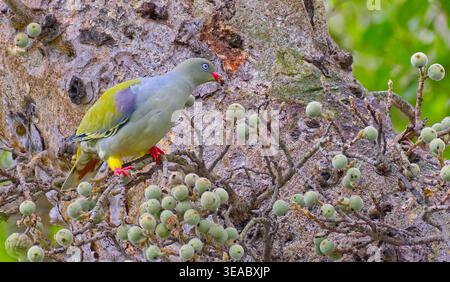 Pigeon vert africain (Treron calvus), Afrique du Sud Banque D'Images