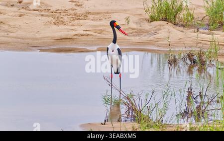 Cigogne à bec de selle ou bec de selle (Ephippiorhynchus senegalensis) se tenant dans l'eau calme le long d'une rivière avec des rives sablonneuses à Kruger, Afrique du Sud Banque D'Images