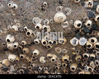 Vue macro de nombreuses bernacles attachées à une surface altérée. Les textures naturelles et les formes organiques sont idéales pour les thèmes de la nature, de la vie marine, Banque D'Images