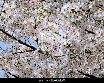 Des grappes denses de cerisiers blancs fleurissent sur des branches sombres contre un ciel bleu clair. Cette belle scène printanière capture la texture délicate et Banque D'Images