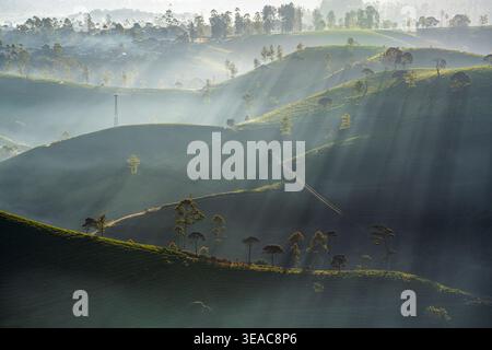 Lever de soleil brumeux sur les collines ondoyantes de la plantation de thé Cukul à Pangalengan, Java occidental, Indonésie, avec des rayons de soleil spectaculaires perçant le brouillard Banque D'Images