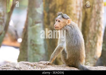 Singe macaque rhésus, singe barbaresque assis sur un rocher, la faune, l'environnement à Goa, Inde, jungle et animal de la forêt tropicale Banque D'Images