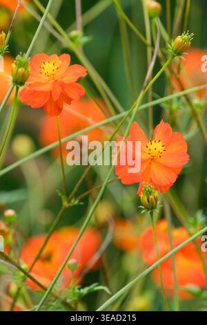 Cosmos sulphureus Tango, cosmos Tango jaune, fleurs semi-doubles dans les tons orange, avec des centres jaunes Banque D'Images