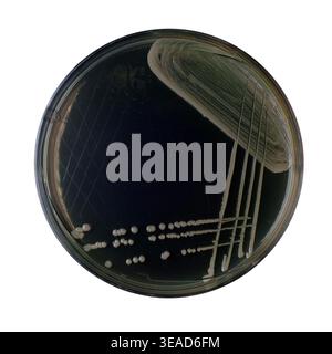 Culture pure d’Escherichia coli sur plaque de gélose (identifiée par MALDI-TOF) Banque D'Images