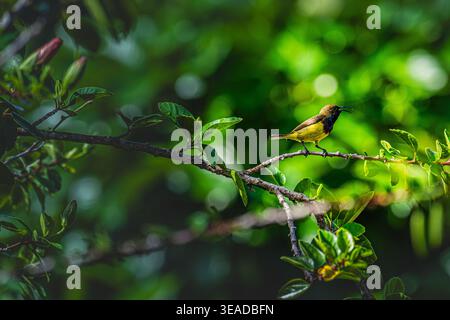 Un délicat sunbird jaune se trouve au-dessus d'un hibiscus entièrement fleuri, son bec courbé et son équilibre naturel soulignant l'essence vibrante des tropiques Banque D'Images