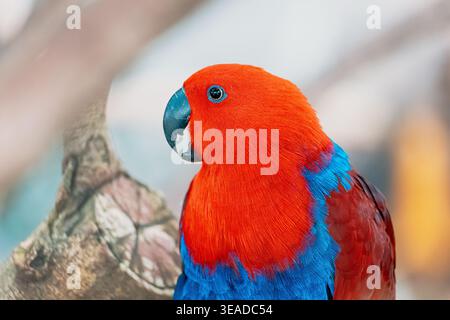 Perroquet eclectus femelle montrant des plumes rouges et bleues vives, les yeux sombres, regardant ses environs Banque D'Images