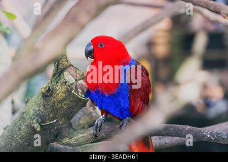 Perroquet Eclectus femelle affichant un plumage rouge et bleu vif, perché sur une branche naturelle dans un cadre tropical Banque D'Images